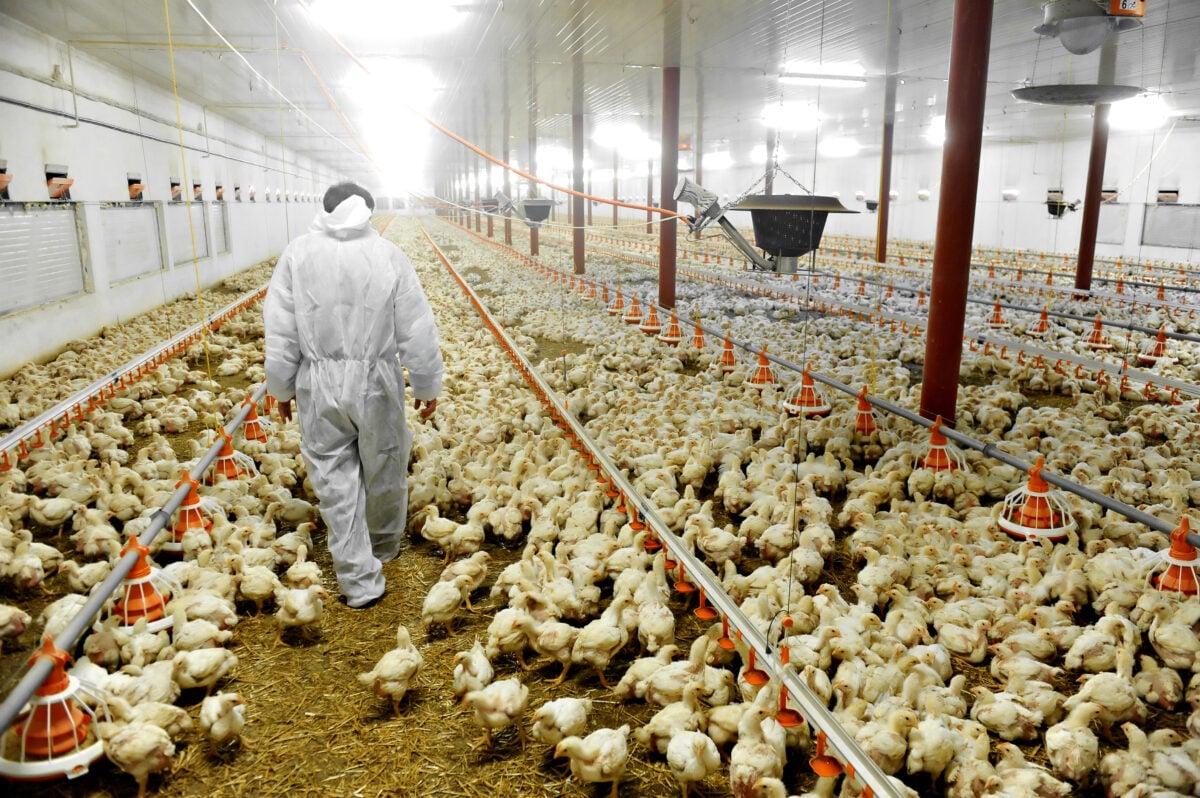 chicken factory farm