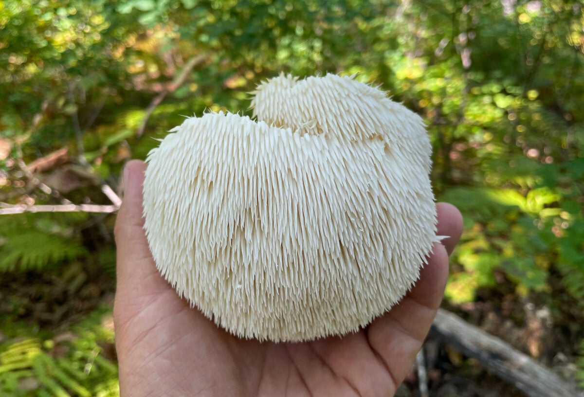 A hand holding up a fluffy white lion's mane mushroom