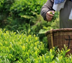 Photo shows someone picking matcha tea and putting the leaves in a wicker basket