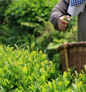Photo shows someone picking matcha tea and putting the leaves in a wicker basket