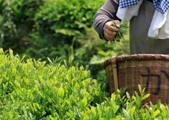 Photo shows someone picking matcha tea and putting the leaves in a wicker basket