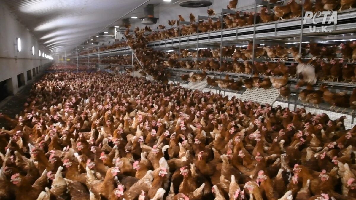 Hens in a crowded barn on a farm supplying The Happy Egg Co